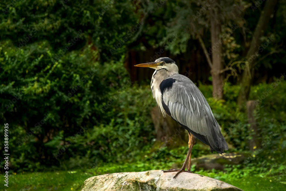 Fototapeta premium Great Blue Heron (Ardea herodias). It is the largest North American heron. 