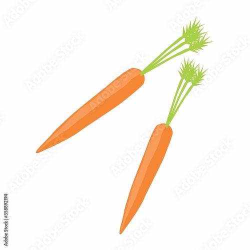 Two orange carrots with green leaves.