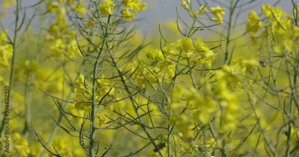 Flowering canola field and flying bees, collecting pollen and nectar