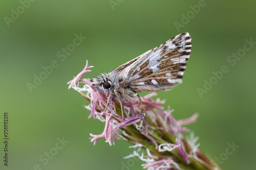 A Grizzled Skipper Butterfly sitting on a grass head.