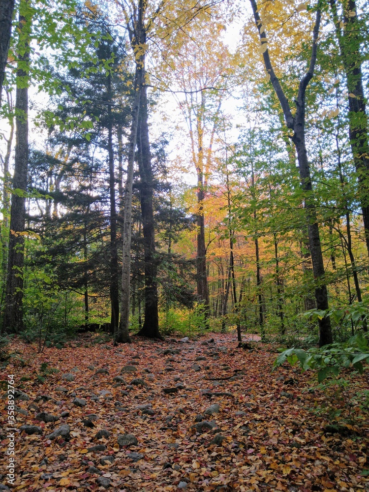 autumn in the forest autumn in the forest