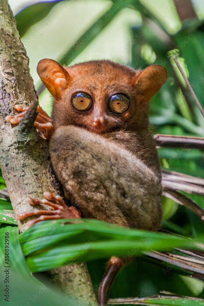 Philippine tarsier (Carlito syrichta) on Bohol island, Philippines Philippine tarsier (Carlito syrichta) on Bohol island, Philippines