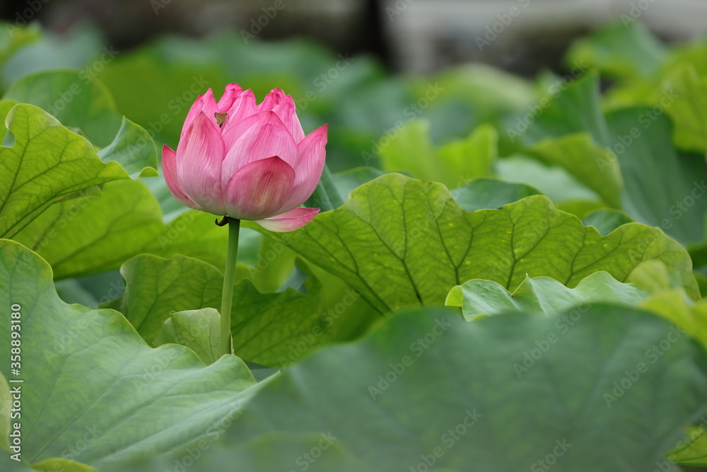 ハスの花