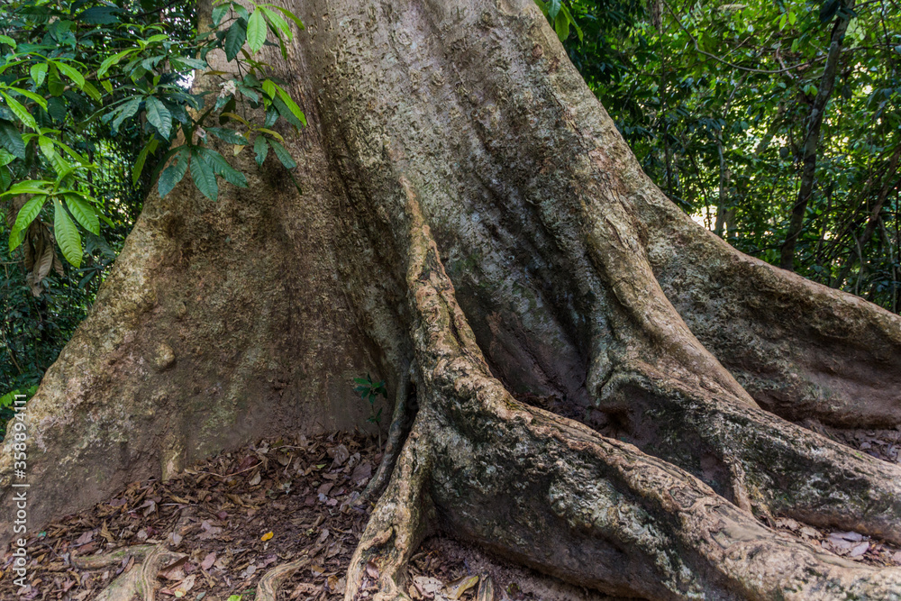Fototapeta premium Giant tree in Taman Negara national park, Malaysia