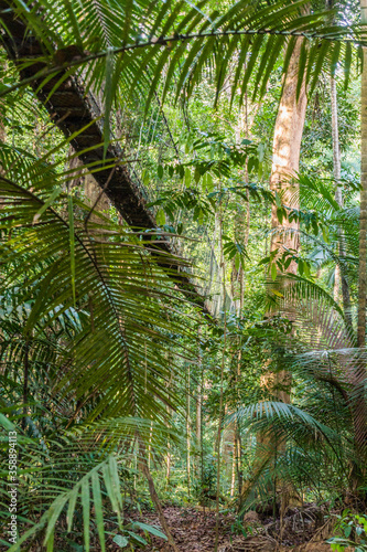 Hanging bridge in the jungle of Taman Negara national park, Malaysia