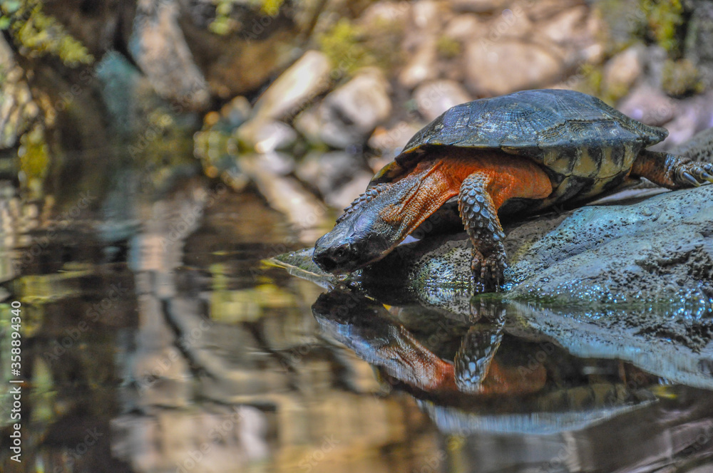 Obraz premium Turtle