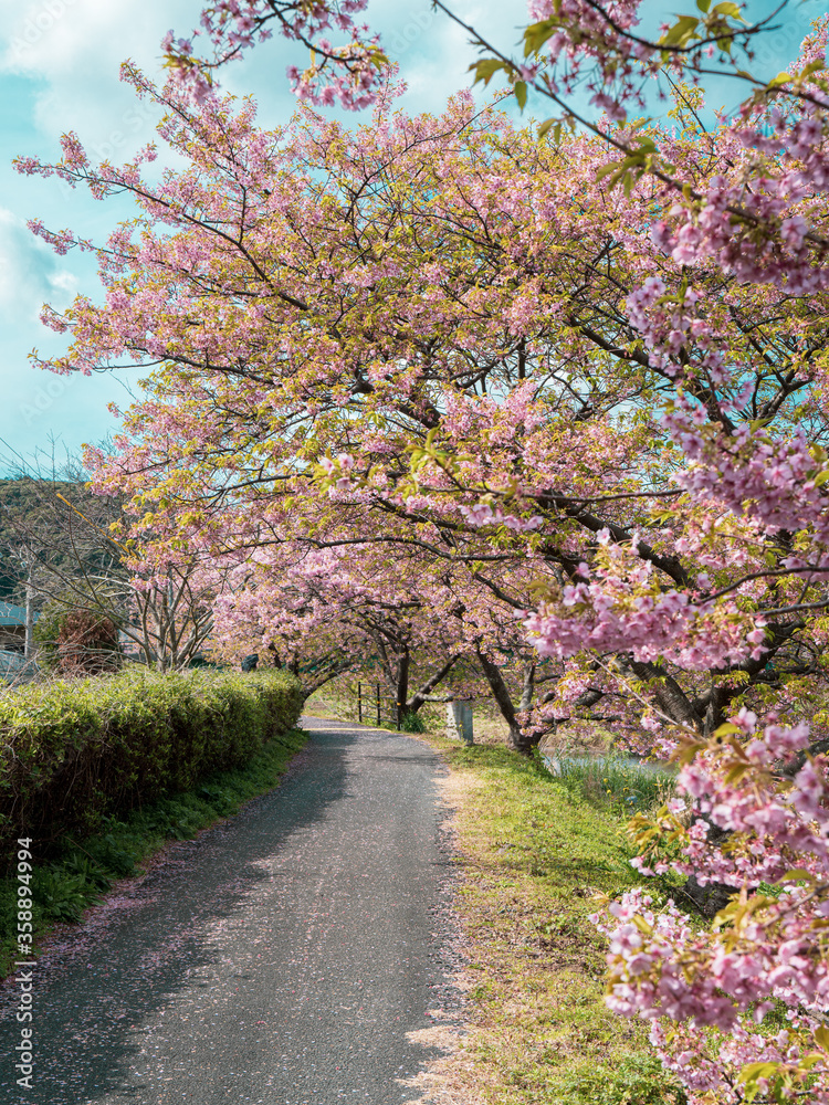 Cherry Blossom or Sakura along the Aono-Gawa River, Shimogama, Japan
