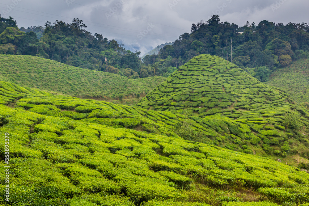 Obraz premium View of a tea plantation in the Cameron Highlands, Malaysia