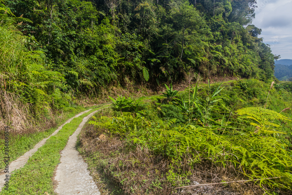 Path in the Cameron Highlands, Malaysia