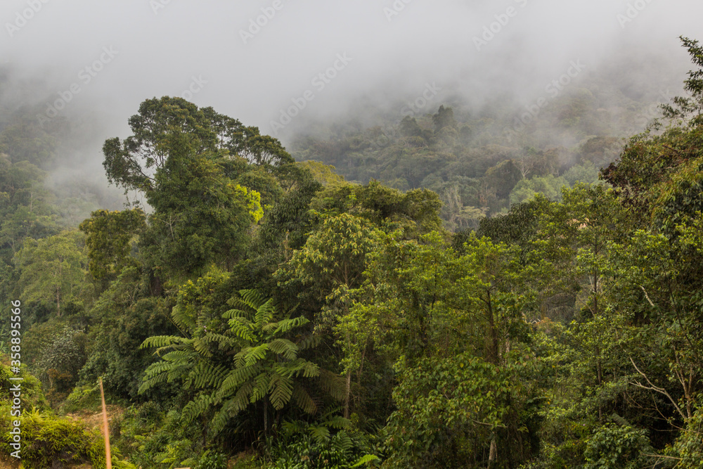 Misty forest in the Cameron Highlands, Malaysia Misty forest in the Cameron Highlands, Malaysia