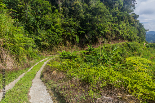 Fototapeta Naklejka Na Ścianę i Meble -  Path in the Cameron Highlands, Malaysia