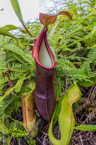 Carnivorous Pitcher plant in the Cameron Highlands, Malaysia