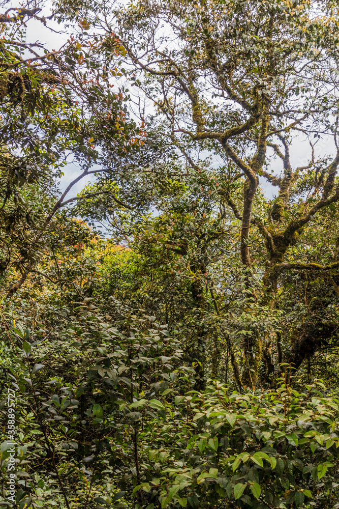 View of the Mossy Forest in the Cameron Highlands, Malaysia View of the Mossy Forest in the Cameron Highlands, Malaysia