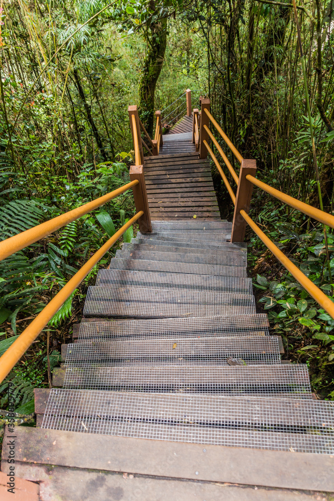 Boardwalk in the Mossy Forest in the Cameron Highlands, Malaysia Boardwalk in the Mossy Forest in the Cameron Highlands, Malaysia