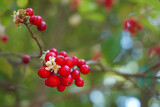 Close-up of bright red holly berries and white flowers on the branch of a holly tree with bokeh