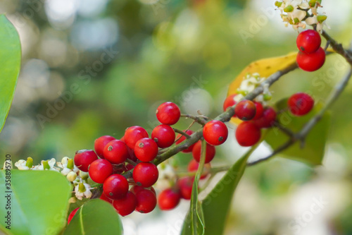 Holly berries and white flowers on the branch of a tree with leaves  close-up