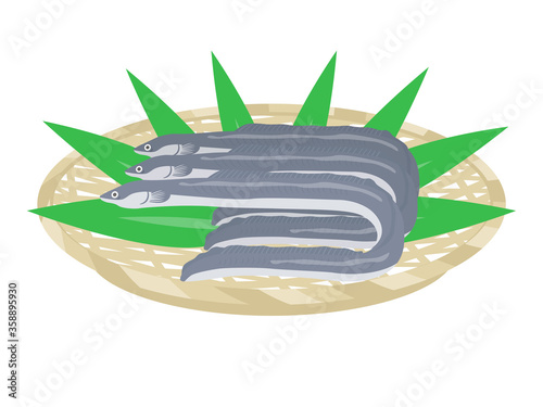 ザルにのせた鰻のイラスト