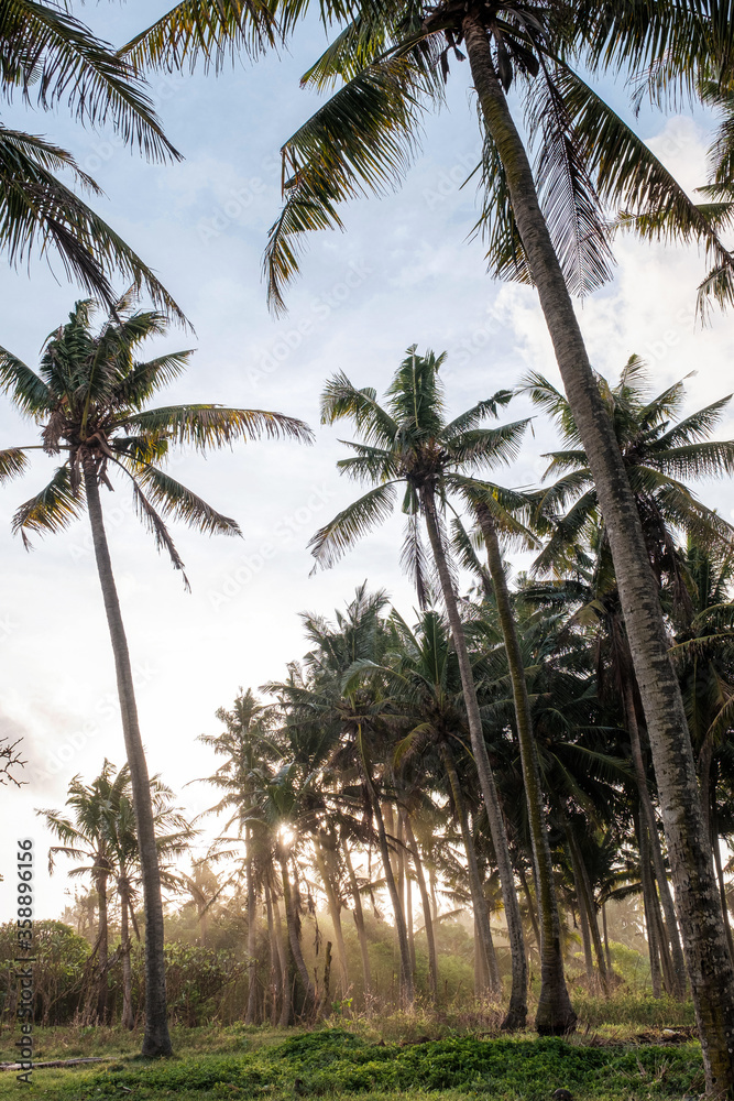 Rays of light penetrate between palm trees. Palm grove at sunset. Tropical landscape. Rays of light in the haze.