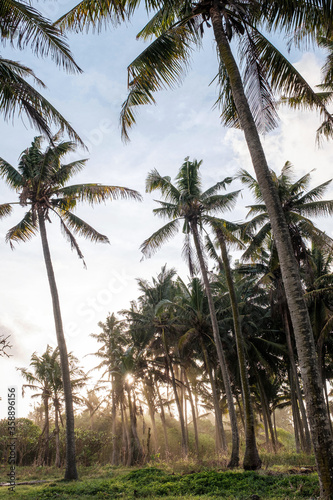 Rays of light penetrate between palm trees. Palm grove at sunset. Tropical landscape. Rays of light in the haze.