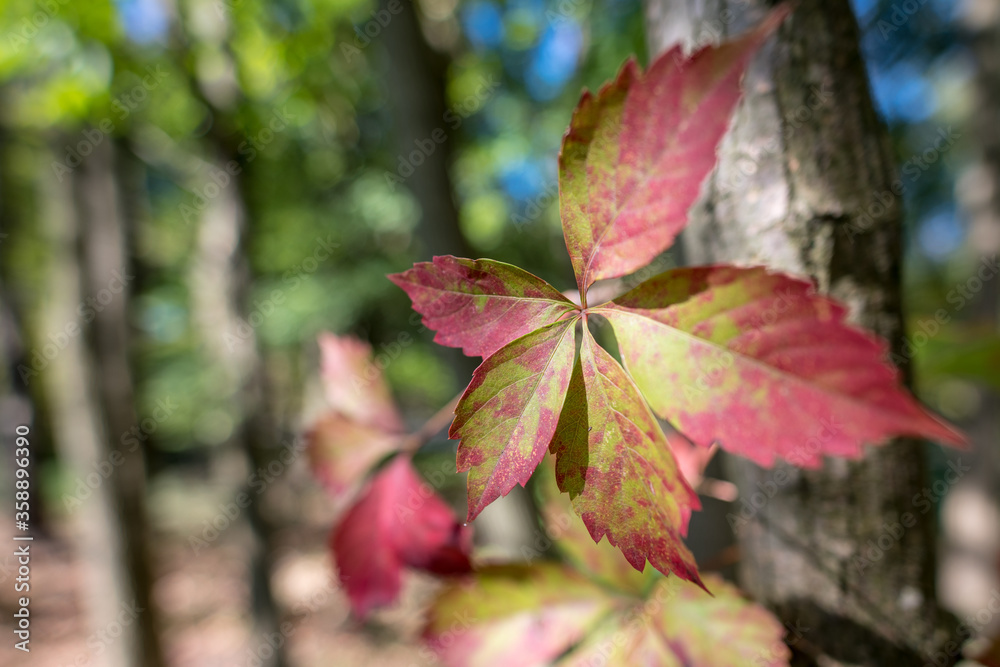 leaves leaves