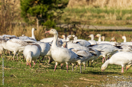A flock of white geese in the park breeding british columbia canada.