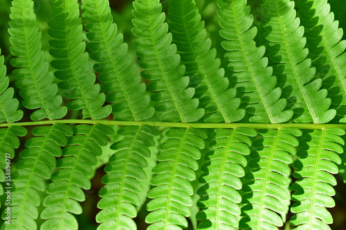 Fern leaf.  Common bracken (lat. Pteridium aquilinum) is a perennial herbaceous fern of the Dennstaedtia family (Dennstaedtiaceae). Close-up. Macro.