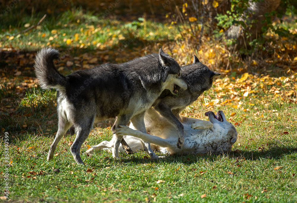 Obraz premium Timber wolves having fun