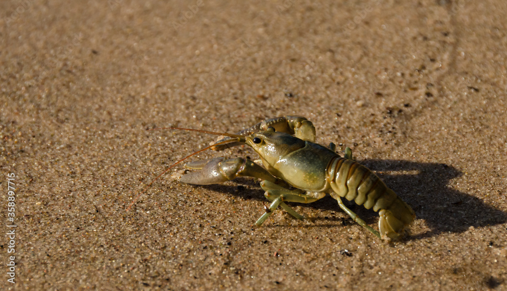 Closeup of isolated crayfish on sandy beach Closeup of isolated crayfish on sandy beach