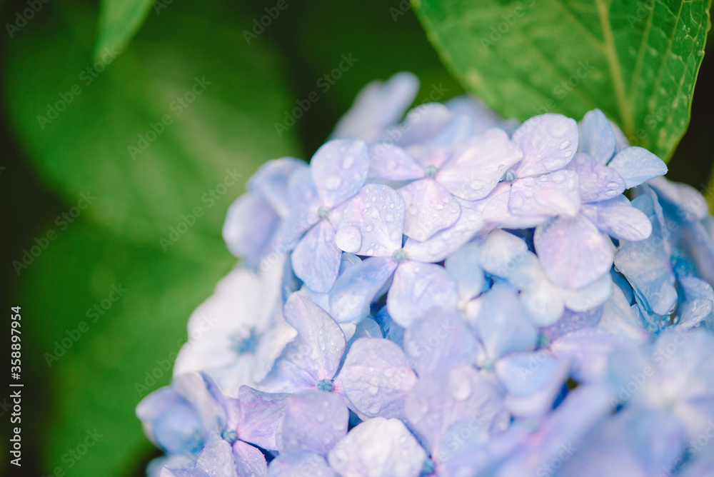 雨に濡れた紫陽花 雨に濡れた紫陽花