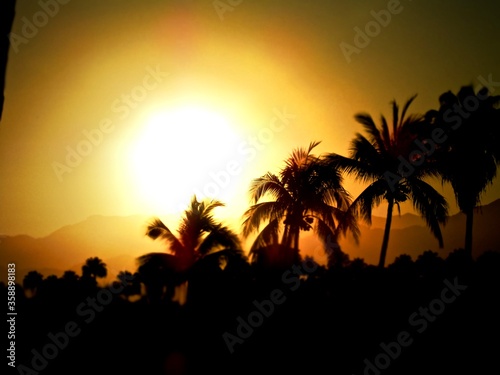 Sunset and palm trees