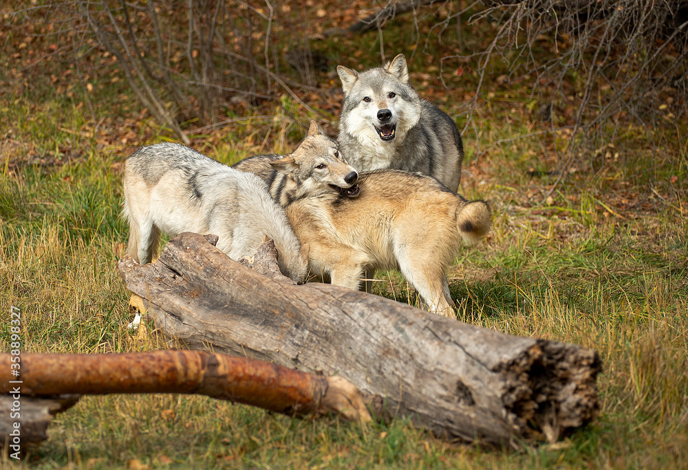 Obraz premium Timber wolves having fun