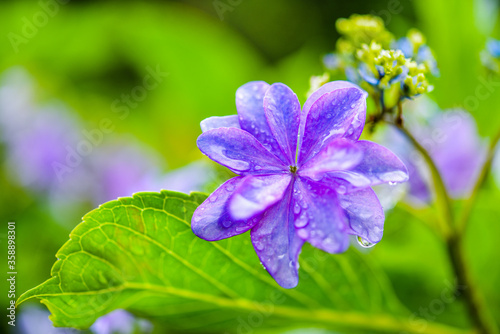 雨に濡れた紫陽花