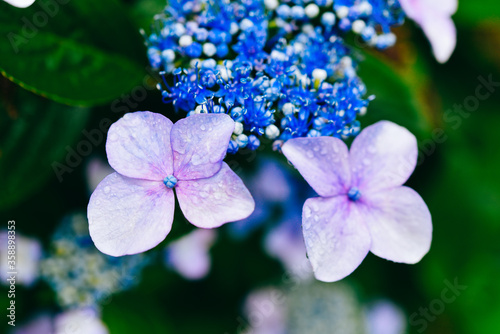 Wallpaper Mural 雨に濡れた紫陽花 Torontodigital.ca