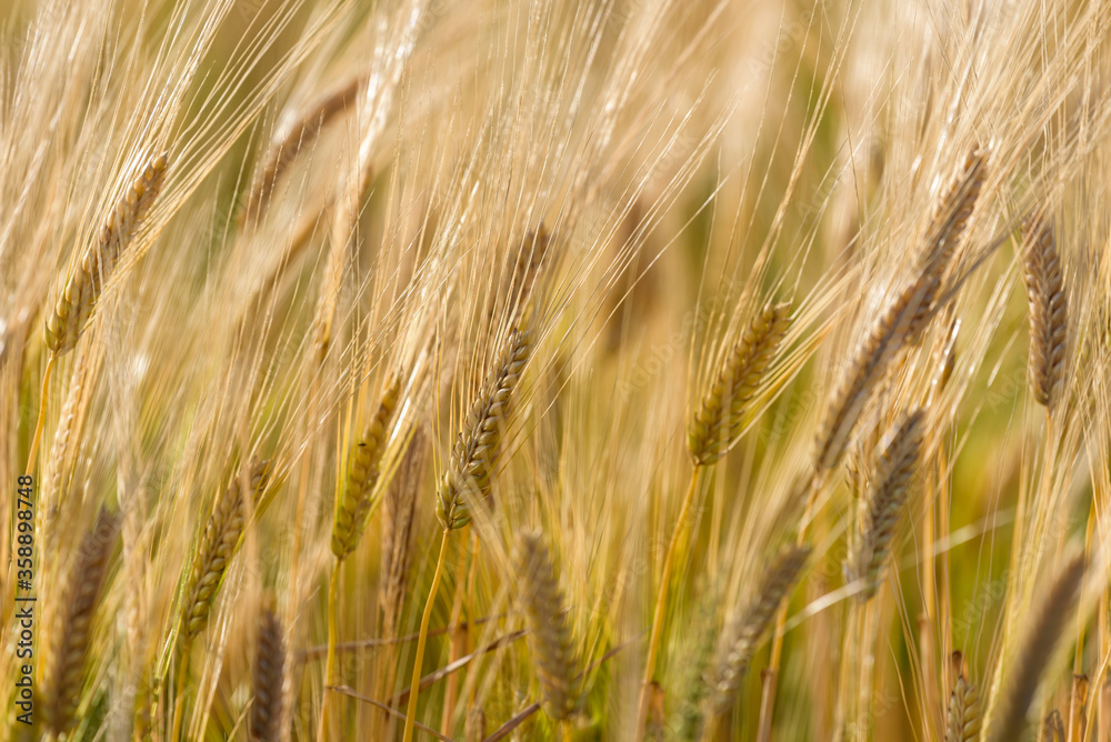 Ripe barley ears, Barley field Ripe barley ears, Barley field