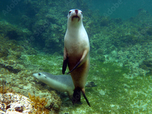 Fur sea lion underwater, standing on its tail