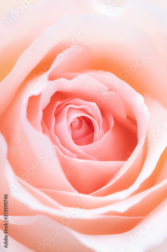 Pink rose flower close up for background and soft focus.