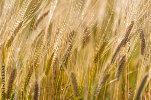 Ripe barley ears  Barley field