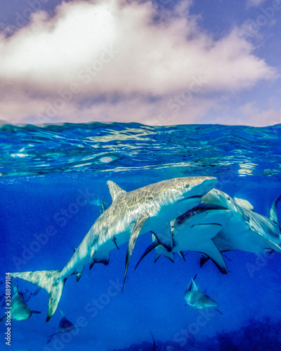 A Group of Caribbean Reef Sharks Under the Surface in the Bahamas
