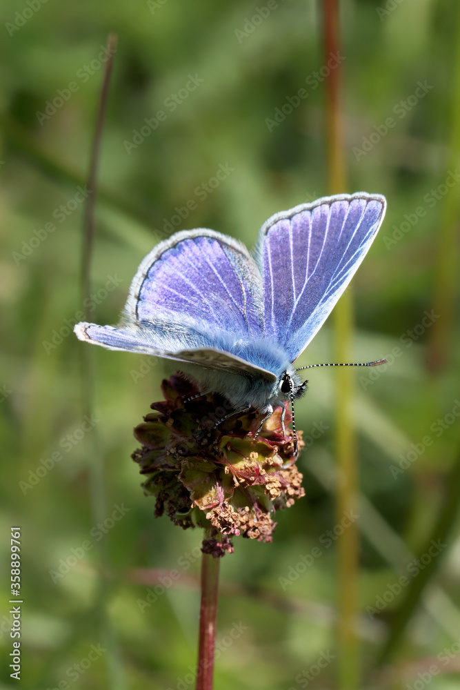 Fototapeta premium A Common Blue Butterfly basking in the sun.