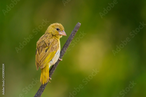 Arabian golden sparrow photo