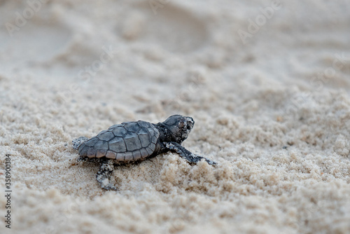 turtle © Jared