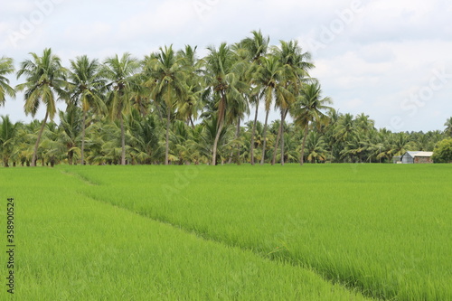 Paddy field in India