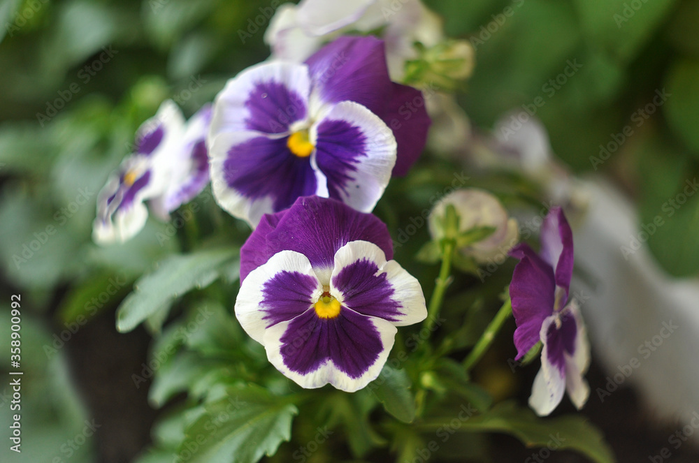 White and purple viola or pansy flowers in a garden. Close-up. White and purple viola or pansy flowers in a garden. Close-up.