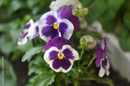 White and purple viola or pansy flowers in a garden. Close-up.