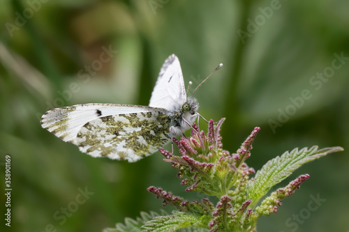A Orange-tip Butterfly sitting on top of a Stinging Nettle.