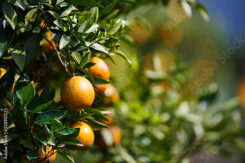 close up ripe oranges fruit hanging on tree in orange plantation garden , Chiangmai , Thailand