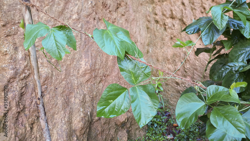 Vigna unguiculata creepers plant.