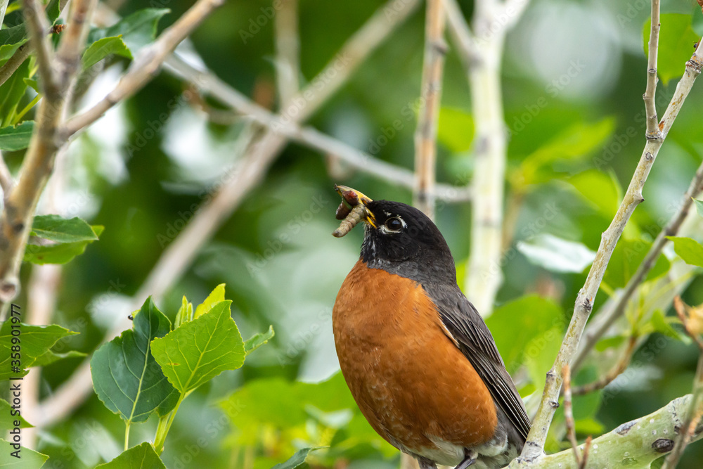 American Robin on branch with grubs in its beak. American Robin on branch with grubs in its beak.