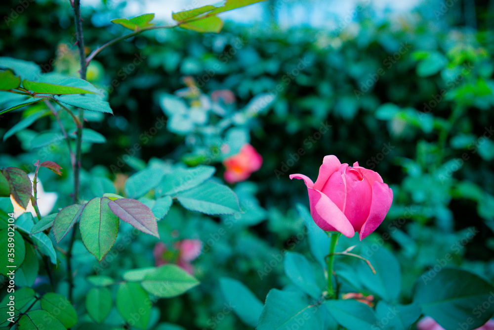 Beautiful rose on a background of green leaves in the summer garden Beautiful rose on a background of green leaves in the summer garden