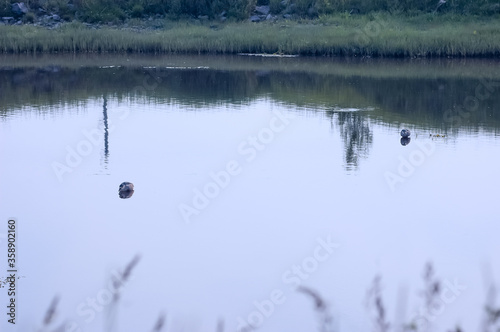 Bihoreau à la Chasse dans un marais de Carleton sur mer, petit village en Gaspésie sur la rive nord  de la Baie des Chaleur au Québec